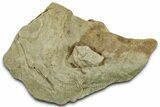 Cruziana (Fossil Trilobite Trackway) Plate - Indiana #325678-1